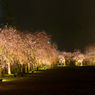 竹田の里のしだれ桜その２（2016福井の夜桜シリーズ）