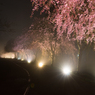 竹田の里のしだれ桜その３（2016福井の夜桜シリーズ）