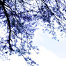 Cherry Blossom