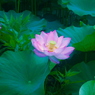 hasu