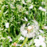 Dandelion Fluff