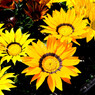 Little Sun Flower