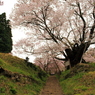 石段の上の桜を見上げて