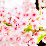 Cherry Blossom