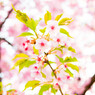 Cherry Blossom