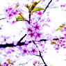 Cherry Blossom