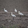 ドニャーナの野鳥達10