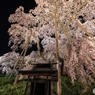 【滝桜：寄り】