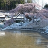 中島の地蔵桜