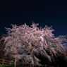 槍沢の枝垂れ桜・実写