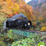 来た！　紅葉のトンネル