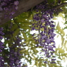 公園の藤２
