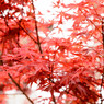 Maple