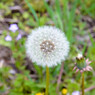 Dandelion