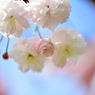可愛いさくらは、好きですか？