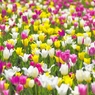 花撮りおじさん