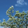 青空　白花 