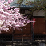 子安観音堂の桜-5