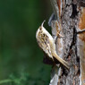 ドニャーナの野鳥達11