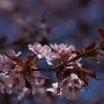 山形蔵王の桜・大山桜