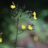 argus cinter 50/2.8