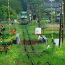 緑の風景