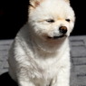 まぶしっす(￣Д￣；；