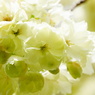 鬱金桜