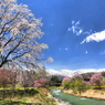 大出公園の桜