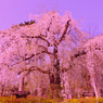 weeping cherry tree...