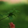 皐月の林にて・・ヤマツツジ