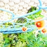 春に見えるお花♪