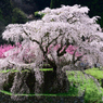 又兵衛桜_01