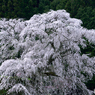 又兵衛桜_02