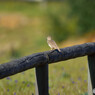 ドニャーナの野鳥達13