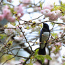 八重桜とオオルリ