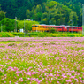 伊予灘花ものがたり