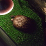 クサガメ3