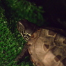 クサガメ4