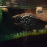 クサガメ5