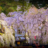 waterfall cherry...
