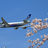  [sakura]  NCA 747-8KZF JA13KZ