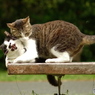 ねこ　その５７