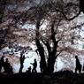 桜陰-2