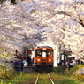 桜のアーチ