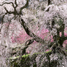 又兵衛桜_03