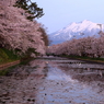 定番：桜と岩木山