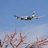 Finnair A340-313 OH-LQD「さくら」