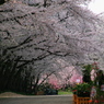 弘前城桜トンネル