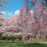 弘前城桜百種
